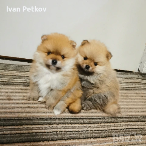 померан, померанчета