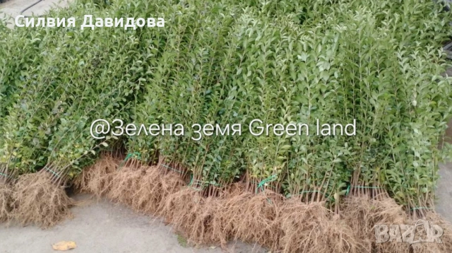 0.70 лв. Лигуструм на корен