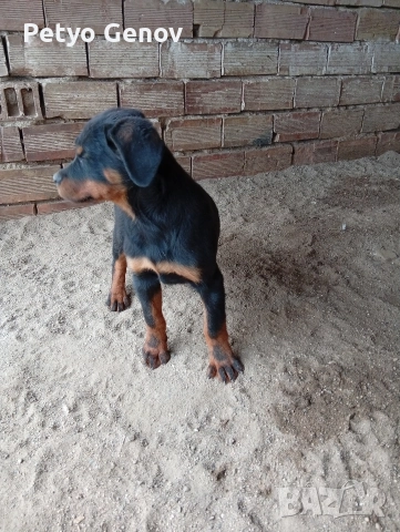 Продавам Ротвайлери