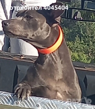 Кученца смесени, снимка 3 - Ваймаранер - 52378083
