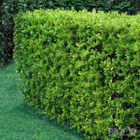 Лигуструм вечнозелен