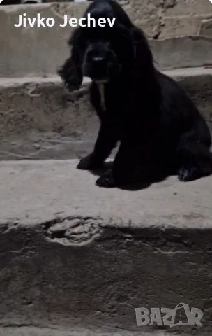 Кокер Шпаньол , снимка 2 - Кокер шпаньол - 52465631