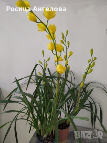 Орхидея цимбидиум. Жълт , снимка 2 - Стайни растения - 52614698