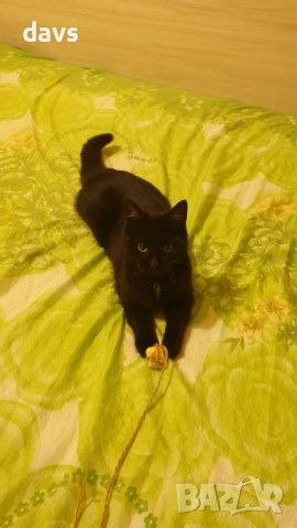 Черна котка на 6 мес. търси дом, снимка 17 - Други - 53116660