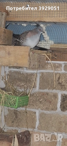 Продавам Австралийски качулати, снимка 4 - други­ - 51829312