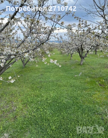 Продавам Овощна Градина - 116дка, череши 