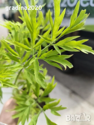 ЧЕРЕН БЪЗ GOLDEN TOWER - ЗЛАТНА КУЛА, снимка 2 - Разсади - 51938757