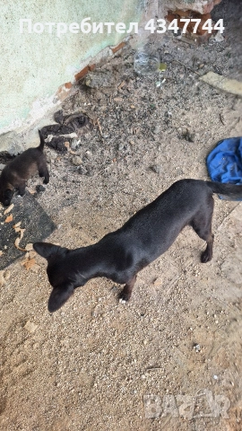 Подаряват се 6 малки кученца. , снимка 6 - Други - 53010116