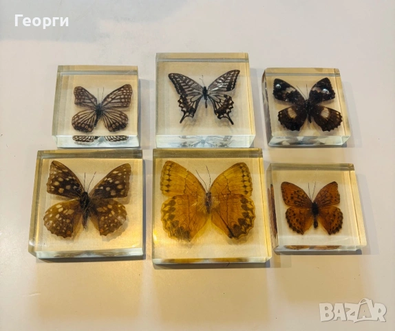 Пеперуди, снимка 7 - Колекции - 53656258