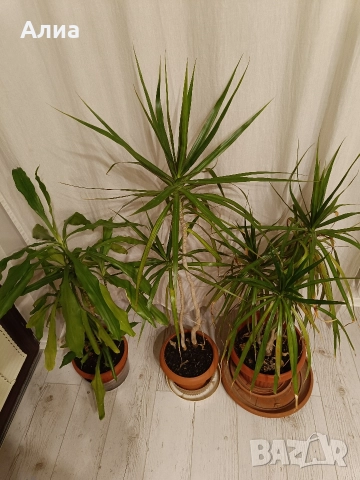 Драцена маргината и Драцена фрагранс, снимка 14 - Стайни растения - 42065724