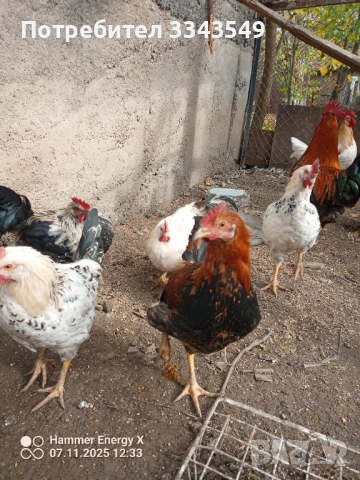 Млади петли , снимка 2 - Кокошки и пуйки - 52330748
