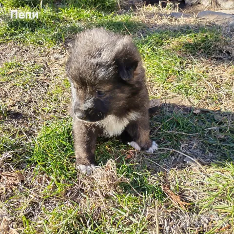 Adopted a dog.ОСИНОВИ КУЧЕНЦЕ, снимка 9 - Други - 48283505