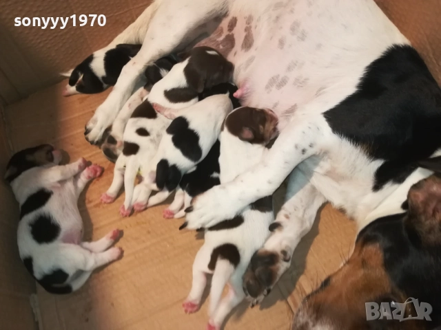 ДЖАК РЪСЕЛ 250ЛВ ЗА БРОЙ 2108251956, снимка 3 - Джак ръсел териер - 51446324