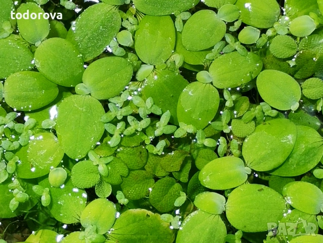 Аквариумни растения , снимка 6 - Аквариуми - 50966304