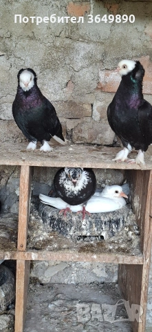 гамбини 40€ чифта, снимка 2 - Гълъби - 54077159