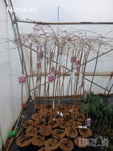 Плачеща японска вишна, снимка 6 - Градински цветя и растения - 53891242