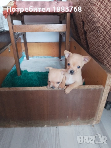 животни мини чихопинчари 