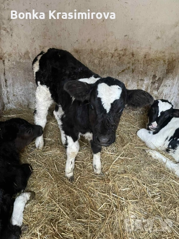 4 женски 1 мъжко , снимка 3 - Крави - 53291855