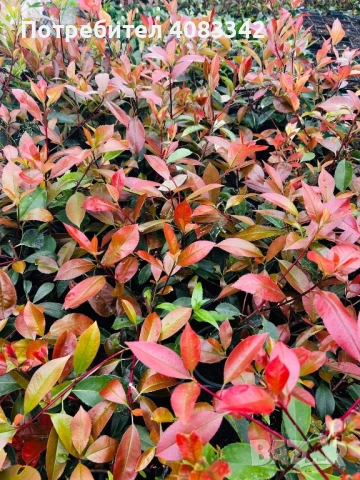Фотиния Ред Робин, снимка 5 - Градински цветя и растения - 54221354
