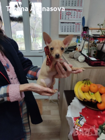 Продавам мини пинчер 
