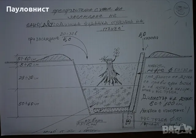 Пънчета и фиданки от пауловния томентоза , снимка 17 - Разсади - 34063631