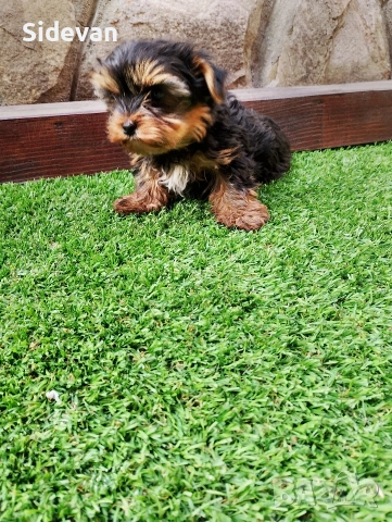 Йоркширски териер 