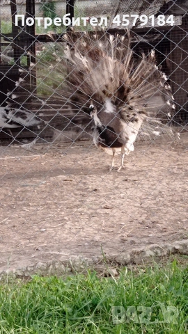 пауни Арлекин Опал , снимка 3 - други­ - 53034760