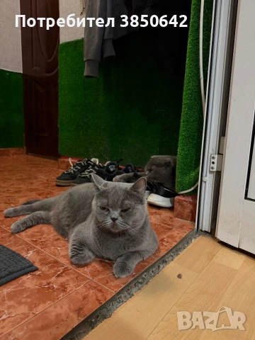 Британска късокосместа 