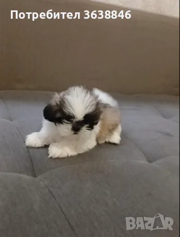 Ши тцу, снимка 4 - Ши Тцу - 50142511