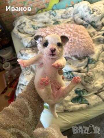 Мини чихупинчер , снимка 4 - Пинчер - 52739619