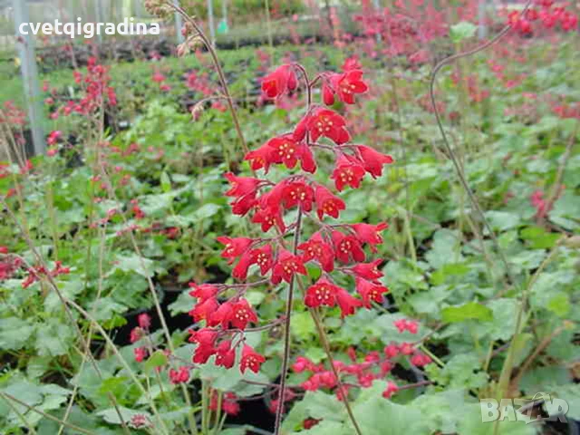 Heuchera ‘Ruby Bells’ (Хойхера Рубинени Камбанки), снимка 2 - Градински цветя и растения - 50710202