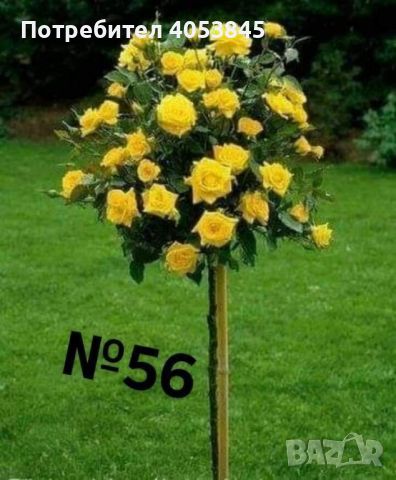 дърво роза щамбова роза цена 25 лв , снимка 7 - Градински цветя и растения - 45110849