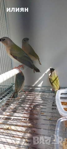 Гулдови амадини 25г.Японски , снимка 10 - Амадини - 53662690