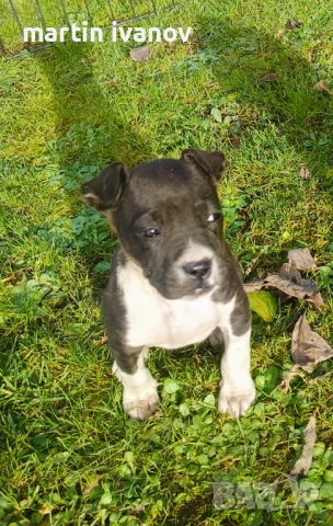 Маки питбули, снимка 8 - Питбул - 52840450