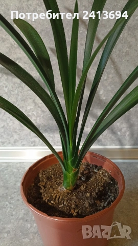 кливия голяма