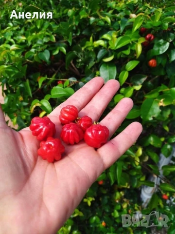 Суринамска череша 🍒 растение, снимка 2 - Стайни растения - 54296308