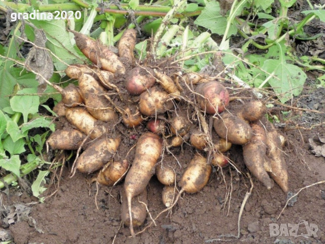 🌱 Земна ябълка (Гулия, Топинамбур), снимка 4 - Разсади - 53407698