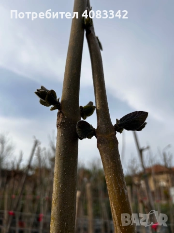 Пауловния Томентоса, снимка 4 - Градински цветя и растения - 54221071