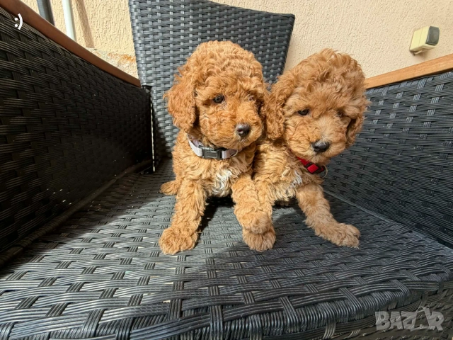 Мини пудели актуално от 31.3.2026, снимка 4 - Пудели - 54037336