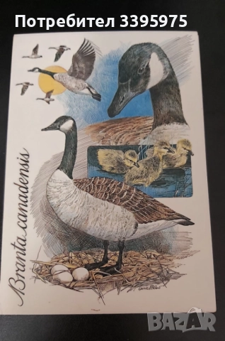 Стара пощенска картичка ”Канадски гъски” (неизползвана), снимка 2 - Филателия - 51436659
