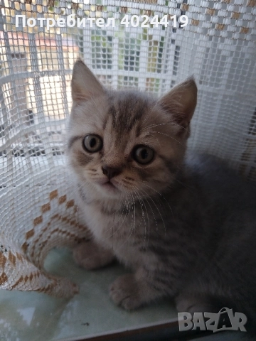 малки котенца