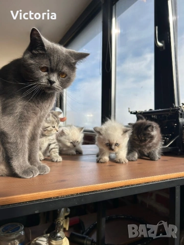 британски котета, снимка 3 - Британска късокосместа - 53887530