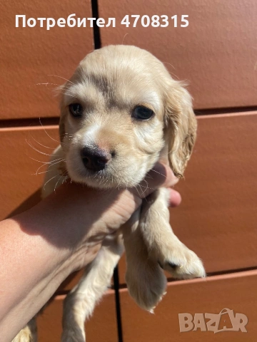 Кокер шпаньол момче карамел, снимка 3 - Кокер шпаньол - 54123923