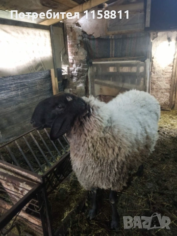 Чреноглав коч, снимка 3 - Овце - 54240374