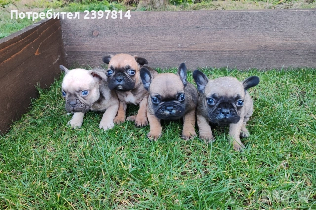 Френски булдог , снимка 8 - Френски булдог - 53832556