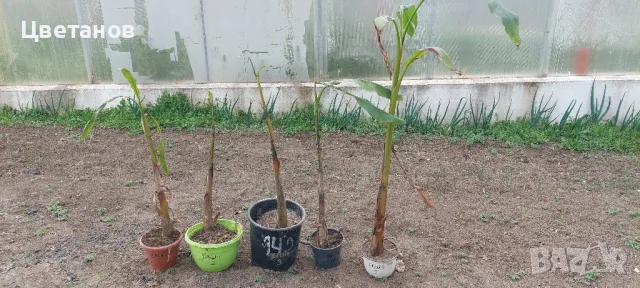 Студоустойчив банан Mussa Basjоo, снимка 4 - Градински цветя и растения - 49444446