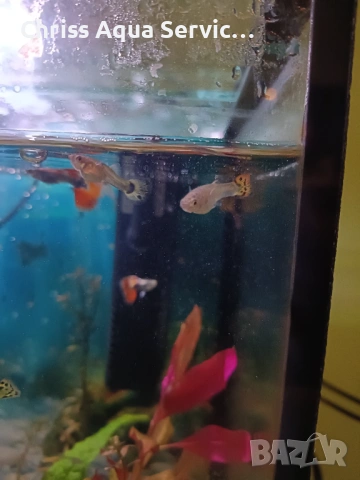 Качествени Гупи от собствена селекция гр. Бургас, снимка 2 - Рибки - 54204416