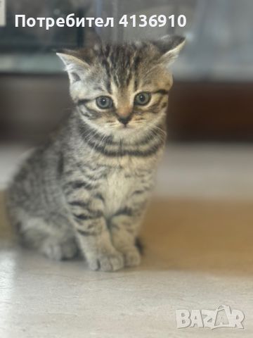 Британски котета, снимка 5 - Британска късокосместа - 46293875