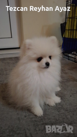 мини померан