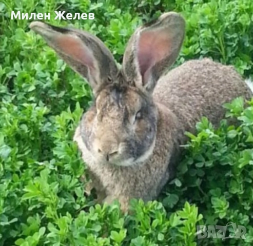 Продавам зайци порода БЕЛГИЙСКИ ВЕЛИКАН чистокръвни,цена по договаряне, снимка 4 - Други - 52084319